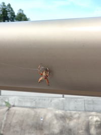 この蜘蛛は何という蜘蛛ですか コゲチャオニグモのオスです 色 Yahoo 知恵袋