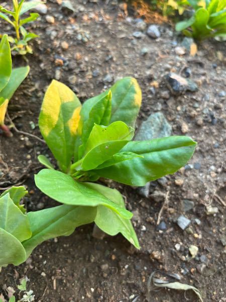 この植物 はなんでしょうか ツルムラサキ Yahoo 知恵袋