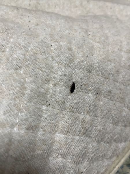 この虫は何ですか？ 部屋で毎日のように見かけます。 帰ってきたら床で死んでたりカーテンにくっついてたり布団にいたりしてます。