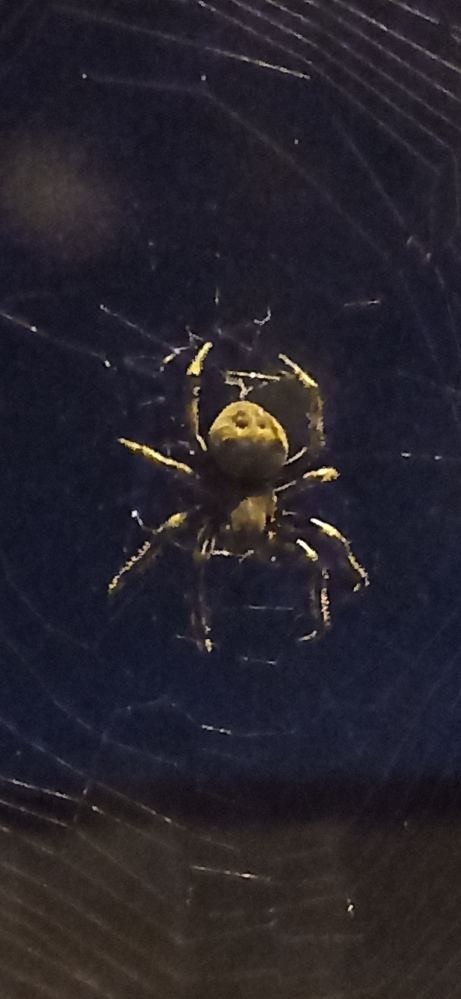 この蜘蛛の名前わかる方いますか？ 北海道です 脚含めて五百円玉より少し大きいくらい