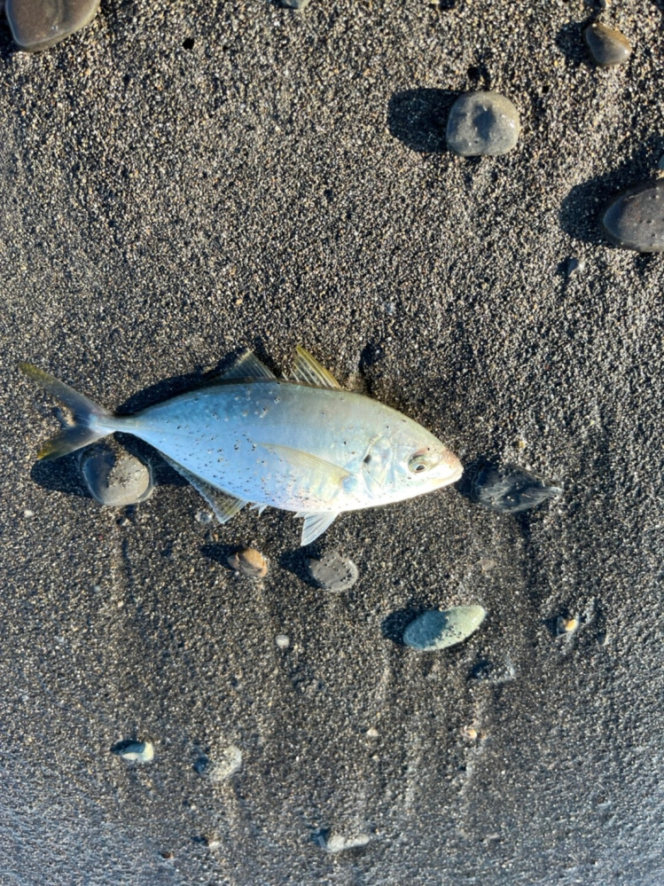 この魚はなんですか？ 三保の松原で釣りました。よろしくお願いします！