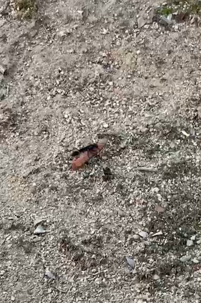 この生き物はなんですか？ 庭で見かけたのですが、黒くてお腹？の部分がとても長く下の赤くて細長いものを掴んだままチョロチョロとどっかに行ってしまいました。