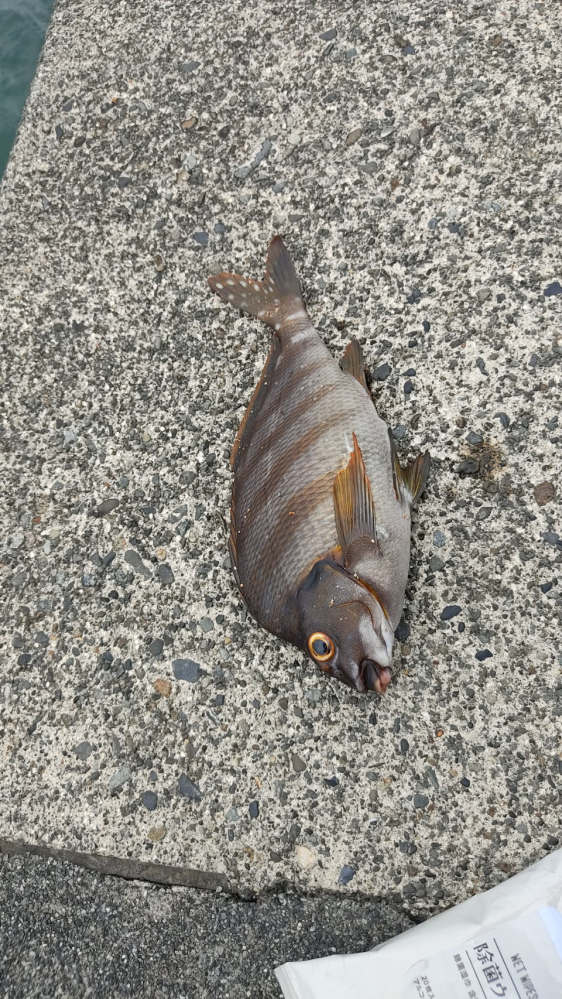 この魚なんていう魚でしょうか 大きさは10～15cmくらい 釣った場所は御前崎海岸の近くです