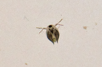 田んぼでミジンコを捕まえてまいりました 解像度が高くなくて申し訳ないのですが Yahoo 知恵袋