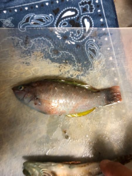 この魚はなんでしょうか？