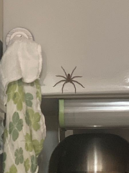 至急！！！ この蜘蛛は害ありますか、、、、？？ 突如台所に現れました、、、。 みんな虫嫌いで触れないので家から出すことができません。毒などないならほっとこうと思うのですが、、詳しい方！お願いします！ ちなみに犬を飼っているので犬への害なども教えて欲しいです、、、、。 怖くて遠目からしか写真撮れてません、、、。