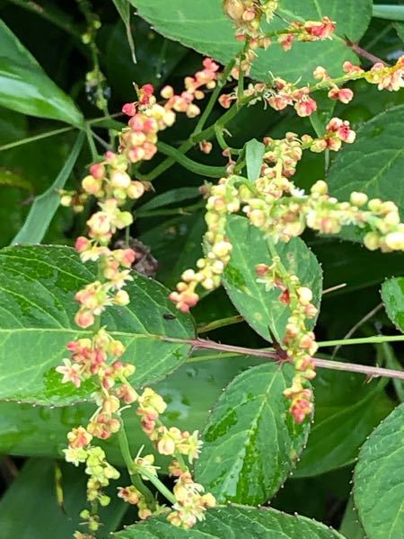 この花の名前を教えてください 入笠山の湿原で撮影しました Yahoo 知恵袋
