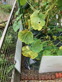 ミニカボチャを育てていますが 一度うどん粉病になってカリグリーンを Yahoo 知恵袋