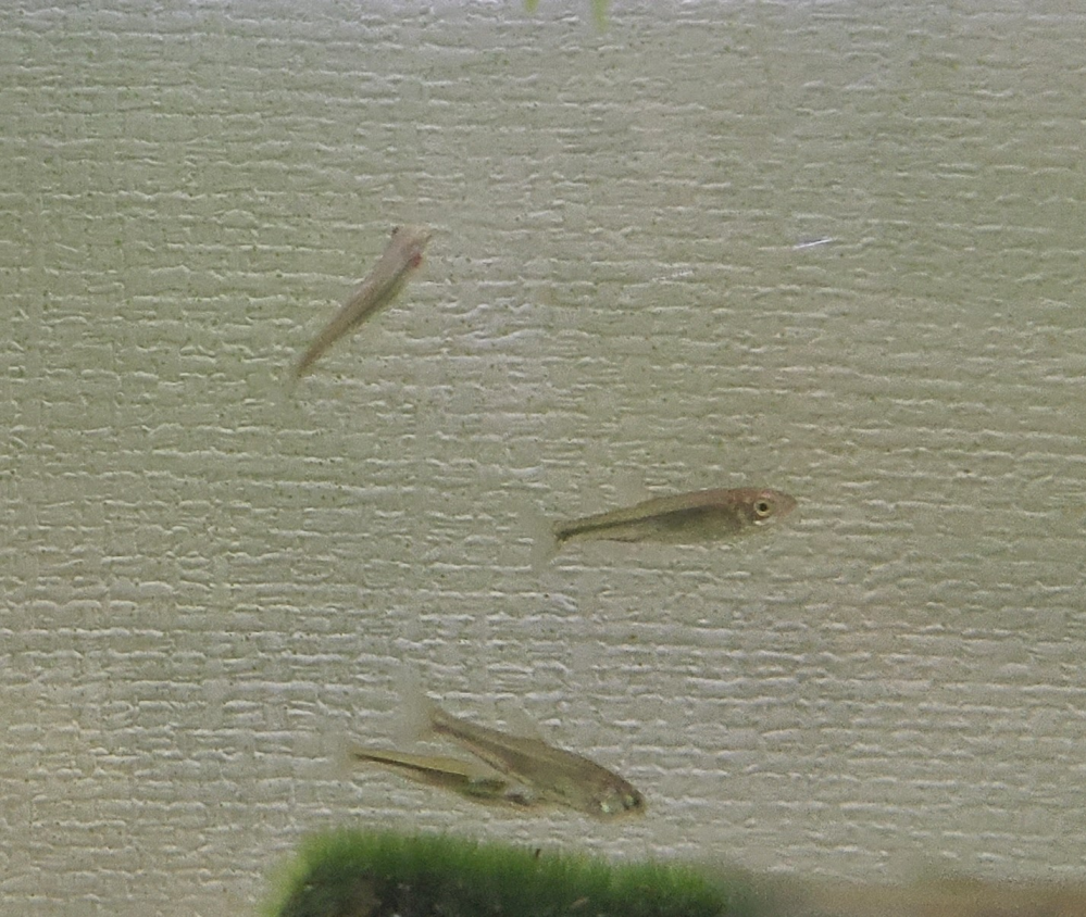 おすすめのエビヤマトヌマエビかミナミヌマエビ 苔取りのためにどちらか 1 Yahoo 知恵袋