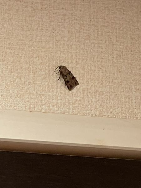 これは蛾ですか？名前を教えてください。