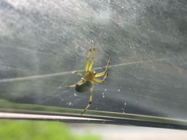 車にくっついていました。こちらのクモちゃん、何という種類なのでしょうか？？