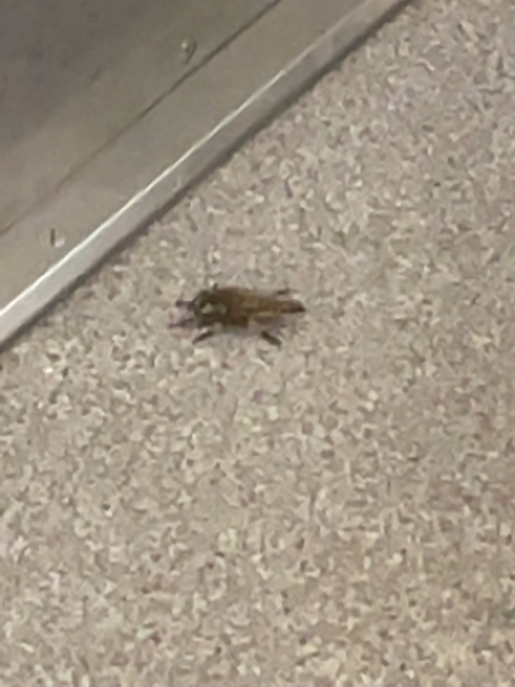 画質が悪いのですが、この虫は何かわかりますか…？ 大きさは4,5cmくらいでした。 電車にいて、最初は動かなかったのですが、途中から飛び回っていました。 似たような虫で構いませんので、教えてくだ...