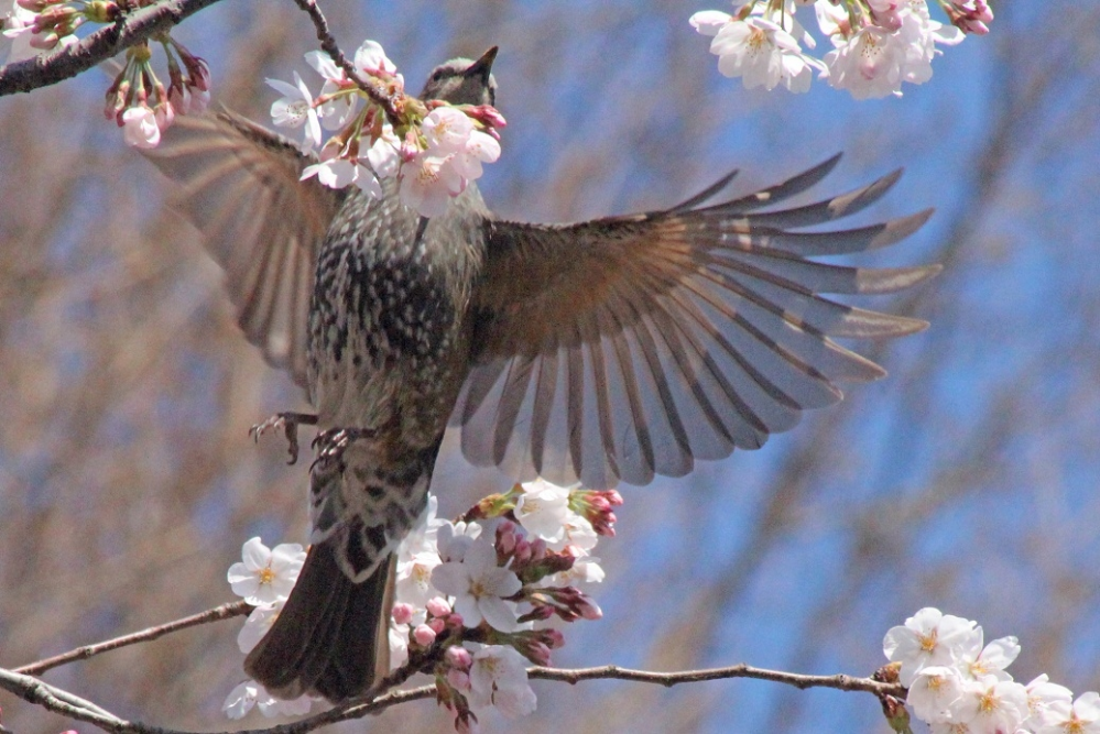 こんにちは。 この写真の感想をお願いします。 桜の木から飛び立つヒヨドリ。 タイトルは、「大空に羽ばたく」。 この写真には自作の俳句がついてます。 ヒヨドリの 羽を数えりゃ 十八枚 自宅近くの市営グラウンドで撮りました。3月。 CANON EOS 7D Mark2 / SIGMA 50-500mm