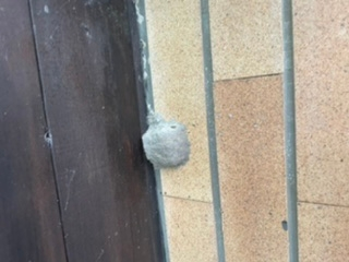 玄関の上の方に何かの巣？見たいなのがあるんですが、何の巣かわかりますか？あとどうやって駆除したらいいですか？