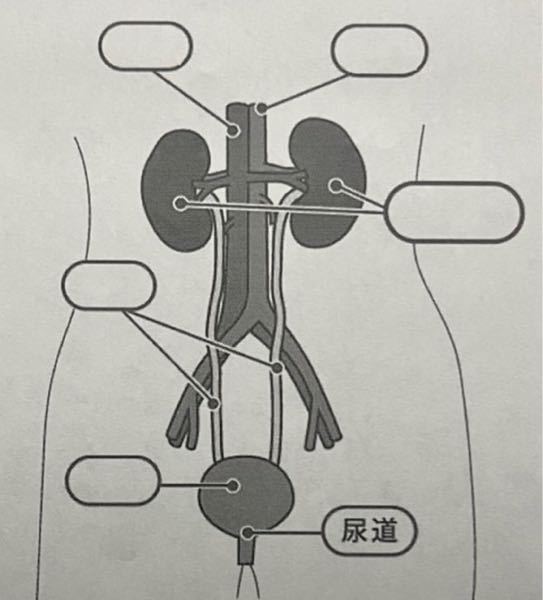 大動脈と下大静脈 右と左、どちらが大動脈、下大静脈でしょうか。 腎臓、尿管、膀胱は分かります。
