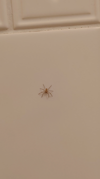 蜘蛛の種類を教えて下さい 最近やたら家の中で蜘蛛を見かけるようにな Yahoo 知恵袋