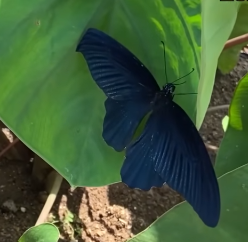 この昆虫は何でしょうか？ 撮影者は蝶と言っていますが蛾ではないかと思っています。以前蝶と蛾の見分け方で止まっている時に羽を閉じているのが蝶、開いているのが蛾というのを見た事がありそれ以来それを信じています。これは開いているので蛾ではないですか？