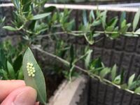 お世話になります オリーブの葉っぱの裏に卵がきれいに産み付けられねまし Yahoo 知恵袋