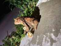 アオダイショウの給餌量について質問です 170cmほどの成体を飼 Yahoo 知恵袋