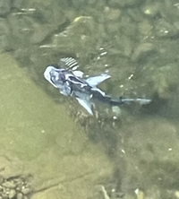 この魚がこの時期大量発生します 何者なのでしょうか 海と川の境目 基本的に Yahoo 知恵袋