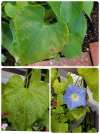 鉢植えで買った西洋朝顔です半日向に地植えして朝晩二回みずやり土は園 Yahoo 知恵袋