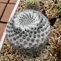 サボテンの名前 種類 がわかる方 ぜひ教えてください マミラ Yahoo 知恵袋