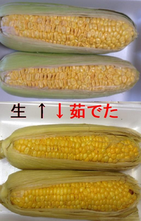 しなびたとうもろこし 茹でたら 粒が膨らんで輝いている どうして 粒が復活 Yahoo 知恵袋