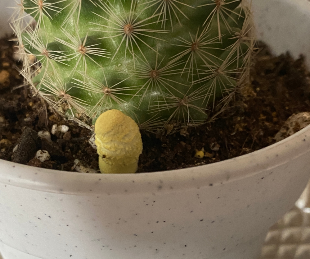 サボテンの鉢植えにキノコみたい物体が生えていましたコレってなんでし Yahoo 知恵袋