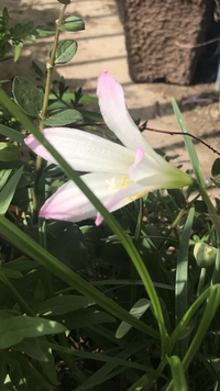 ハブランサスににていますが花びらが五枚です その仲間でしょうか ハブラ Yahoo 知恵袋