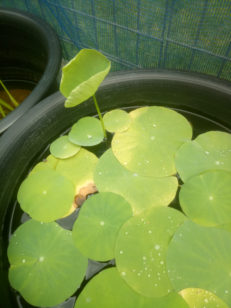 この季節だとレンコンの花も咲いてると思うが 初めて育ったレンコンは昨日立ち葉 Yahoo 知恵袋