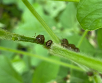 枝豆に大量発生した虫は何という名前の虫で その駆除の方法をお教えください よ Yahoo 知恵袋