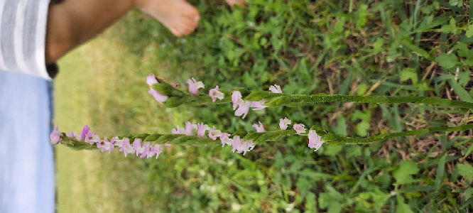 写真あり これは何て言う植物ですか 螺旋状になってます ネジ Yahoo 知恵袋