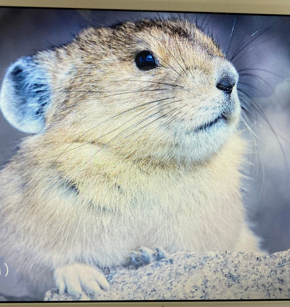 つまらない質問で申し訳ありません この動物はなんでしょうか エゾナキウ Yahoo 知恵袋