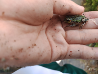 このカエルの種類はなんですか 埼玉県で見つけたのでトノサマガエルで Yahoo 知恵袋