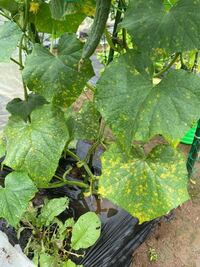 きゅうりの下の葉が黄色い斑点のようになっています もしかしてベト病 Yahoo 知恵袋