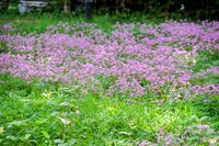 ヘチマ水の採取方法 時期ヘチマを育てています ヘチマ水を採りたいの Yahoo 知恵袋