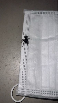 クモって 昆虫じゃないですが何類なんですか クモは ダニやサソリなど Yahoo 知恵袋