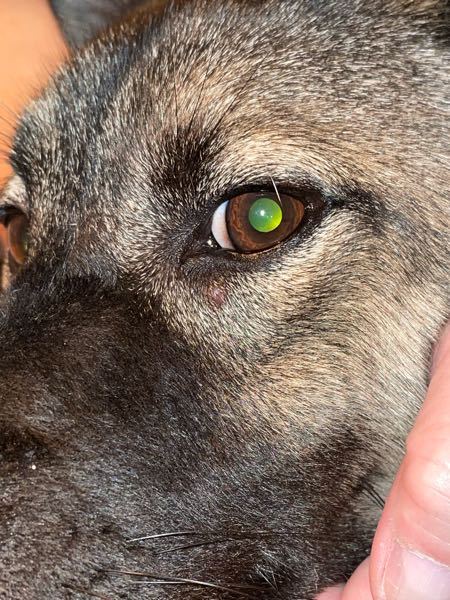 イヌ 解決済みの質問 Yahoo 知恵袋