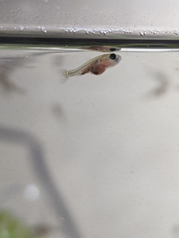 ピンポンパールの稚魚３５日目なんですが これは小さいのでしょうか 他の方の見 Yahoo 知恵袋