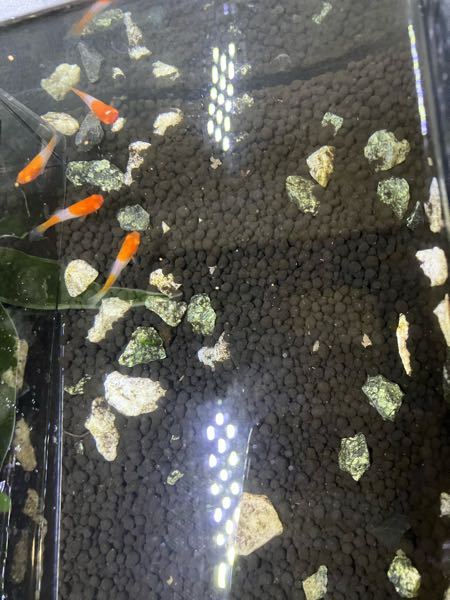 バス釣りみなさんのパンチングする時のタックル ロッド リール ライン シンカー Yahoo 知恵袋