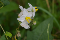 この花の名前を教えてください ワルナスビではないかと Htt Yahoo 知恵袋