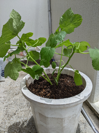 今 家でオクラを育てていて 苗を植えて2週間ぐらい経って 茎が30 Yahoo 知恵袋