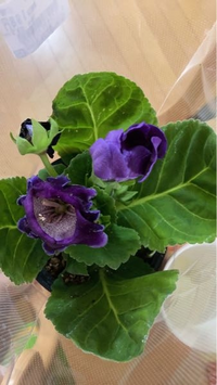 この花の名前を教えてくださいm M グロキシニアでしょう Yahoo 知恵袋