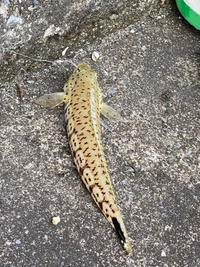 この魚は何という魚ですか 体長はセンチ弱です オグロトラギスですよ Yahoo 知恵袋