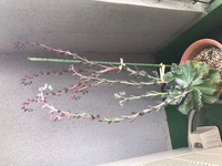 エケベリア花芽について今年も花芽を楽しんでいましたが 次々と出てき Yahoo 知恵袋