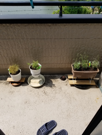 ベランダに置いてる植物の遮光ラベンダーグロッソとフレンチラベンダーとカスミソ Yahoo 知恵袋