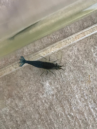 ベルベットブルーシュリンプの頭部に 白い何かが生えています 少し前 Yahoo 知恵袋