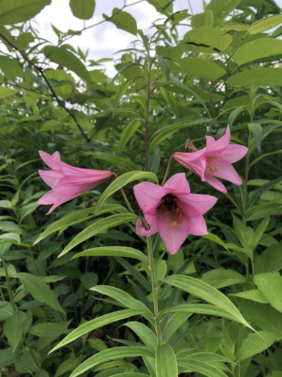 尾瀬で見つけた花です ユリの名前を教えてください ヒメサユリ Yahoo 知恵袋