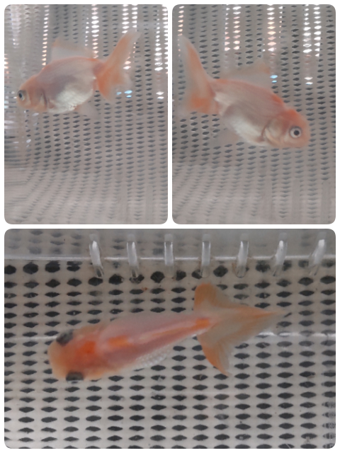 リアル クロレラW 水質浄化 スポンジフィルター中型水槽用3個 PSB めだか 金魚 魚 リアル クロレラW 水質浄化 スポンジフィルター中型水槽用3個 PSB めだか 金魚 魚