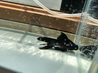 金魚がここ2日程くの字に曲がって沈んでいます 沈んだままあまり動 Yahoo 知恵袋